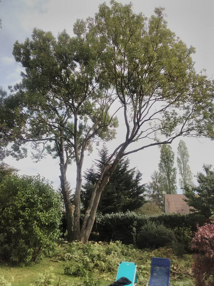 elagage abattage coulommiers